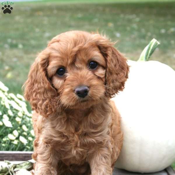 T.J., Cockapoo Puppy